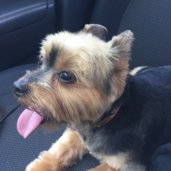 Meet your Posher, Nicole - Picture 1 of 1